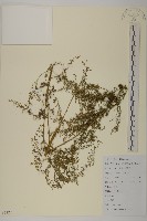 青蒿藏品圖，第1張