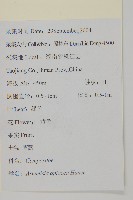 青蒿藏品圖，第2張