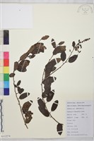 多花勾兒茶, 多花黃鱔藤藏品圖，第1張