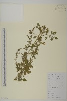 灰綠藜藏品圖，第1張