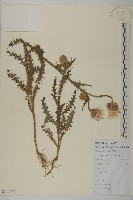 飛廉藏品圖，第1張