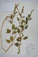 繁穗莧藏品圖，第1張