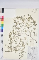 地錦藏品圖，第1張