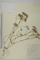 霞草、歐石頭花藏品圖，第1張