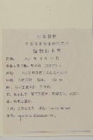 霞草、歐石頭花藏品圖，第2張