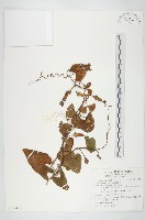 登錄號:S112289藏品圖，第1張