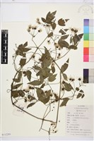 登錄號:S112293藏品圖，第1張