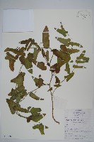 馬兜鈴藏品圖，第1張