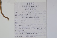 馬兜鈴藏品圖，第2張