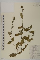 杓兒菜藏品圖，第1張