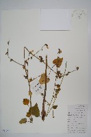 薺苨藏品圖，第1張