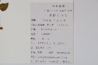 薺苨藏品圖，第2張