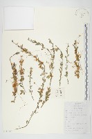 中國菟絲子藏品圖，第1張