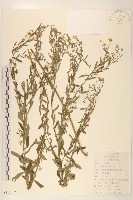 全葉馬蘭藏品圖，第1張