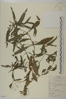 鱧腸藏品圖，第1張