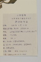 鱧腸藏品圖，第2張