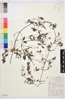 太行鐵線蓮藏品圖，第1張