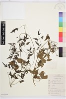 登錄號:S112334藏品圖，第1張