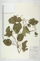 毛來藏品圖，第1張