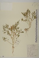 灰綠藜藏品圖，第1張