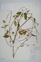 牛膝藏品圖，第1張