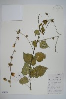 薺苨藏品圖，第1張