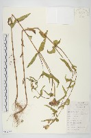 百日菊藏品圖，第1張