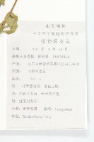 百日菊藏品圖，第2張