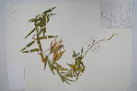 雀瓢藏品圖，第1張