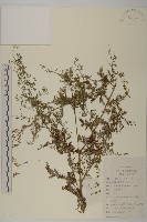 僧蒿藏品圖，第1張