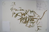 雀瓢藏品圖，第1張