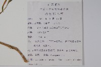 雀瓢藏品圖，第2張