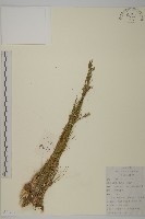 燈心草蚤綴藏品圖，第1張