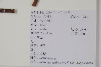 京梨獼猴桃藏品圖，第2張