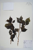 三葉五加、三加皮藏品圖，第1張