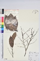 黃背越橘藏品圖，第1張