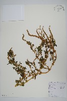 刺莧藏品圖，第1張