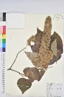 白背葉藏品圖，第1張