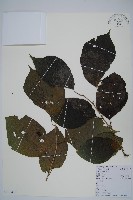 八角楓藏品圖，第1張