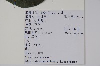 八角楓藏品圖，第2張