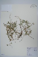 半邊蓮、鐮磨仔草藏品圖，第1張