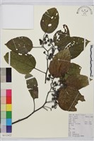 枳椇藏品圖，第1張