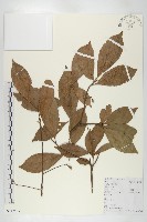 華杜英藏品圖，第1張