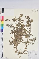 鐵莧菜藏品圖，第1張