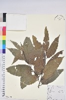 錐栗藏品圖，第1張