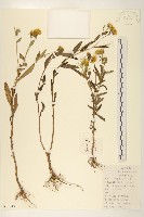 旋覆花藏品圖，第1張