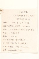 旋覆花藏品圖，第2張