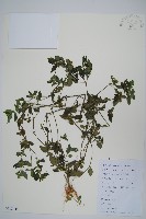 爵床、六角英藏品圖，第1張