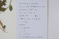 爵床、六角英藏品圖，第2張