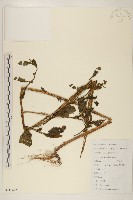 野茼蒿藏品圖，第1張